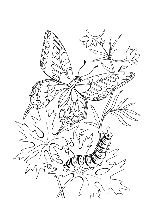 Dessin gratuit de papillon a imprimer et colorier
