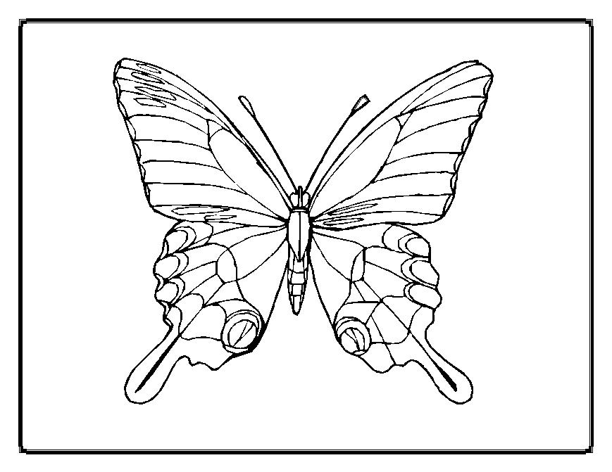 Coloriage de papillon gratuit à imprimer et colorier