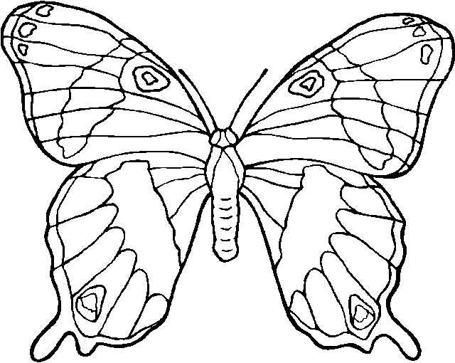 Coloriage de papillon gratuit à imprimer