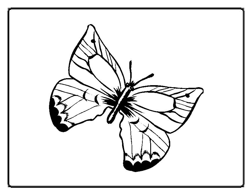 Coloriage papillon a imprimer
