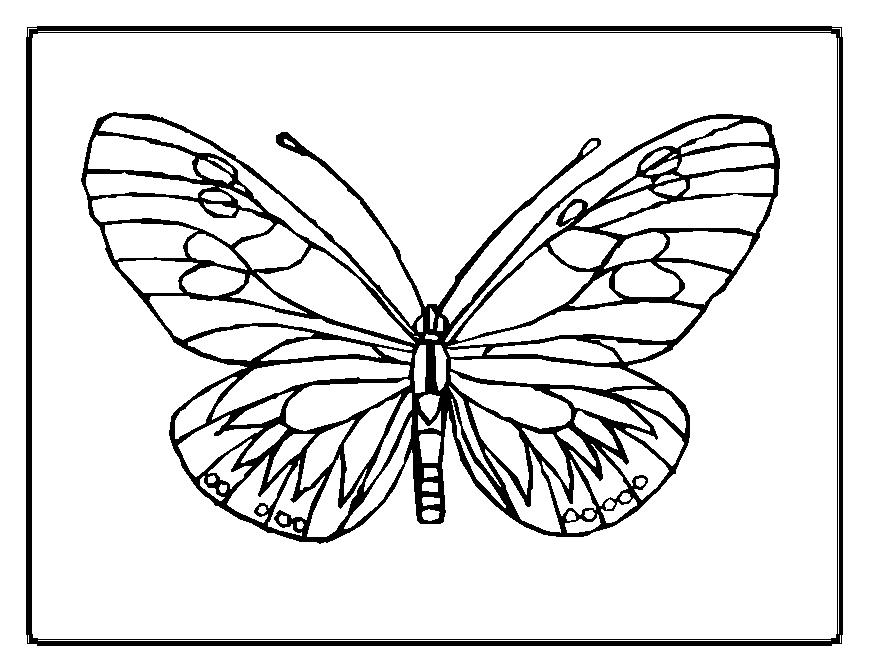 Dessin gratuit de papillon a imprimer