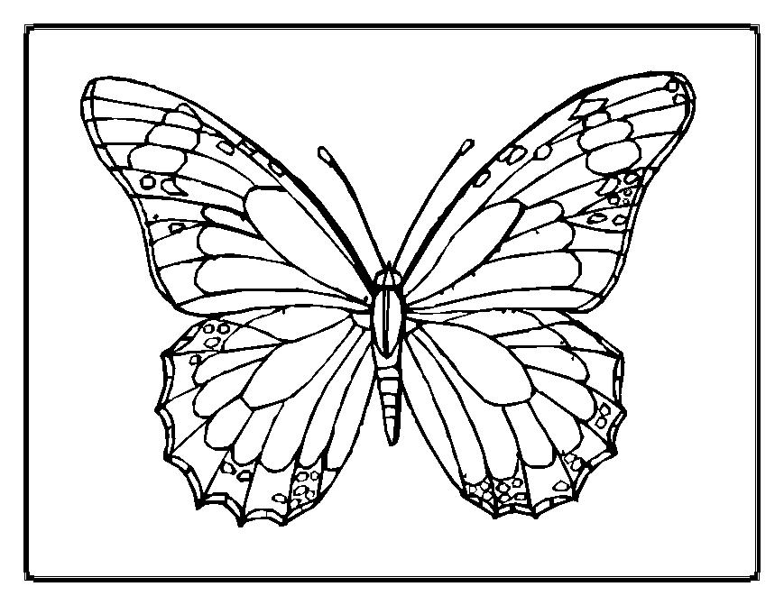 coloriage le papillon et dessin à colorier le papillon avec coloriage  Coloriage papillon