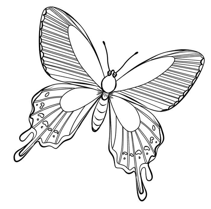 Coloriage papillon