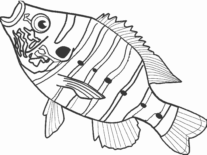Activité de coloriage poisson à colorier