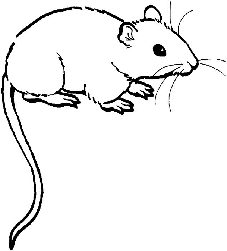 Dessin #13656 - dessin gratuit rat a imprimer