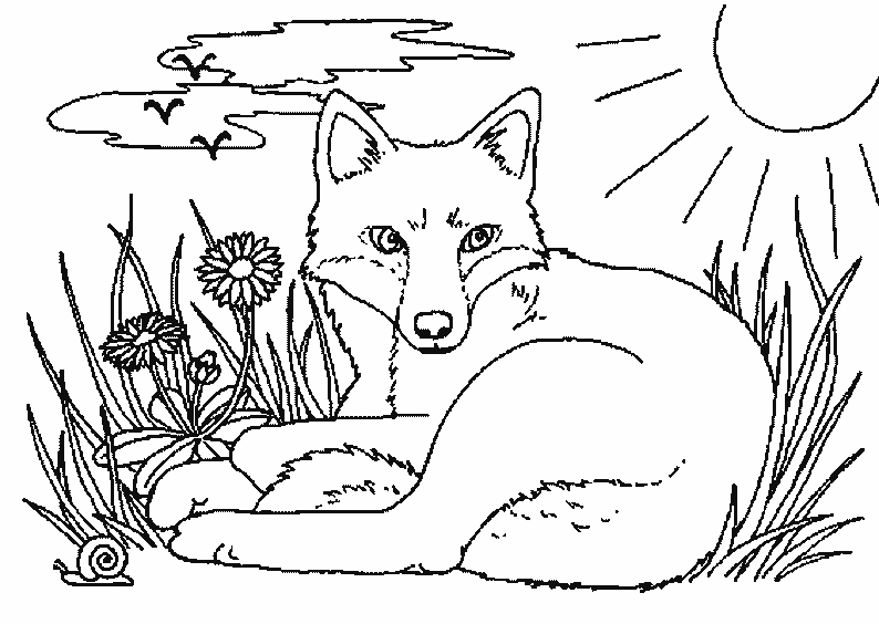 Dessin #13696 - coloriage de renard à imprimer