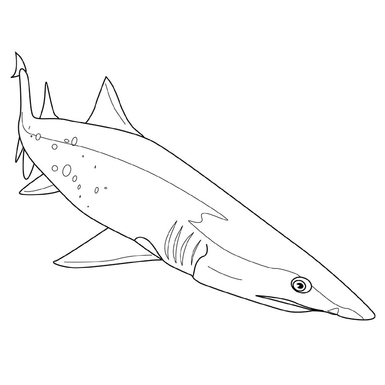 Dessin #13711 - image de requin a colorier