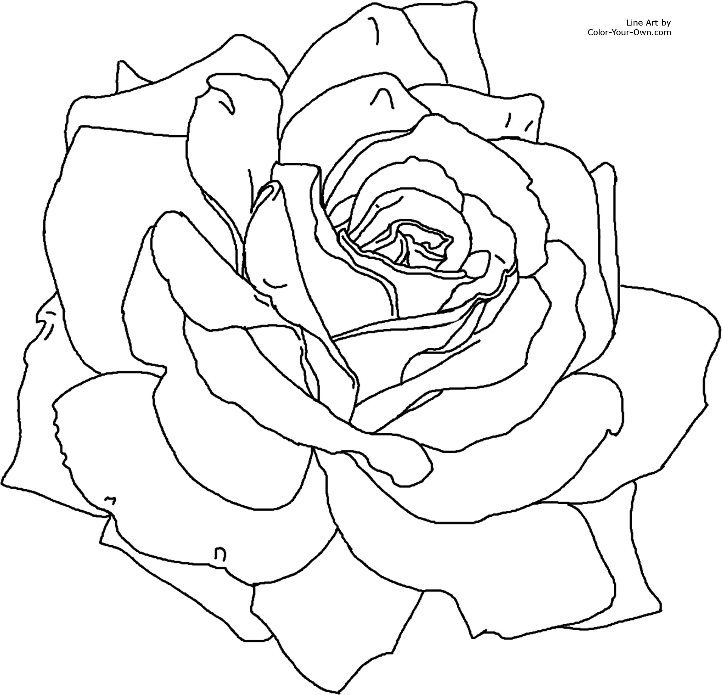 rose dessin à colorier