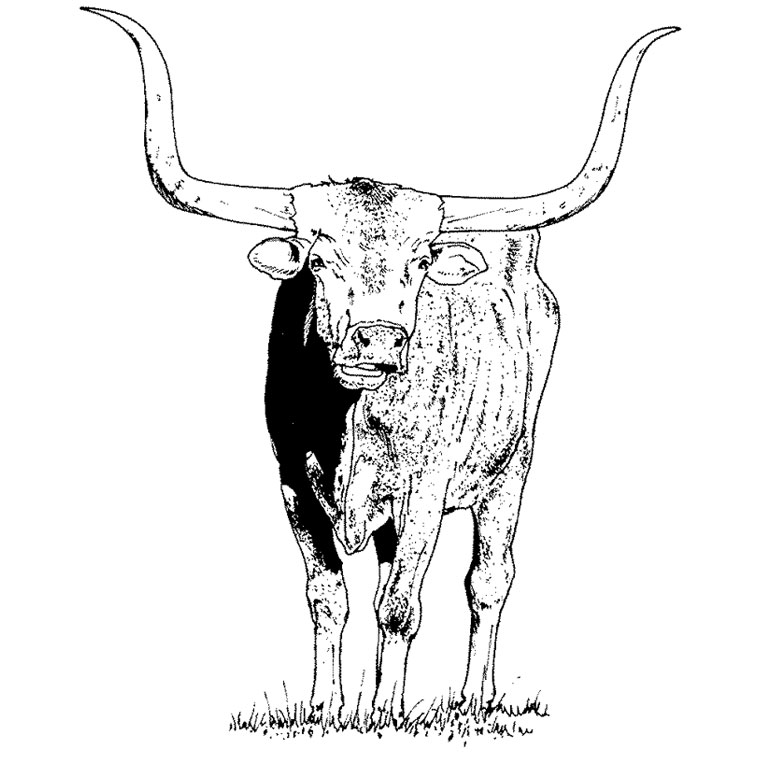 Dessin #13820 - dessin gratuit taureau à imprimer