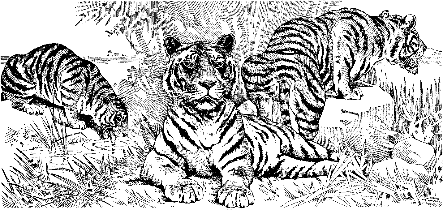 Dessin de tigre gratuit a imprimer et colorier