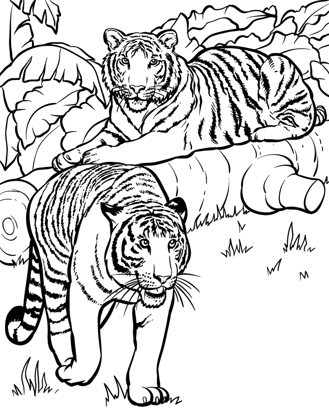 Activité de coloriage tigre