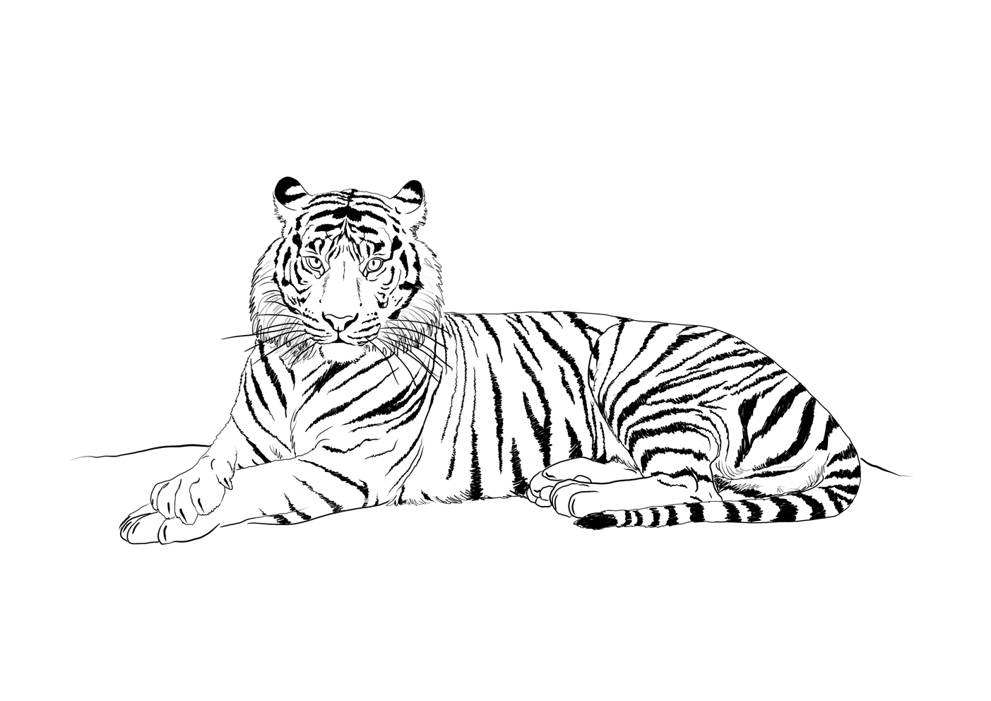 Coloriage de tigre à imprimer