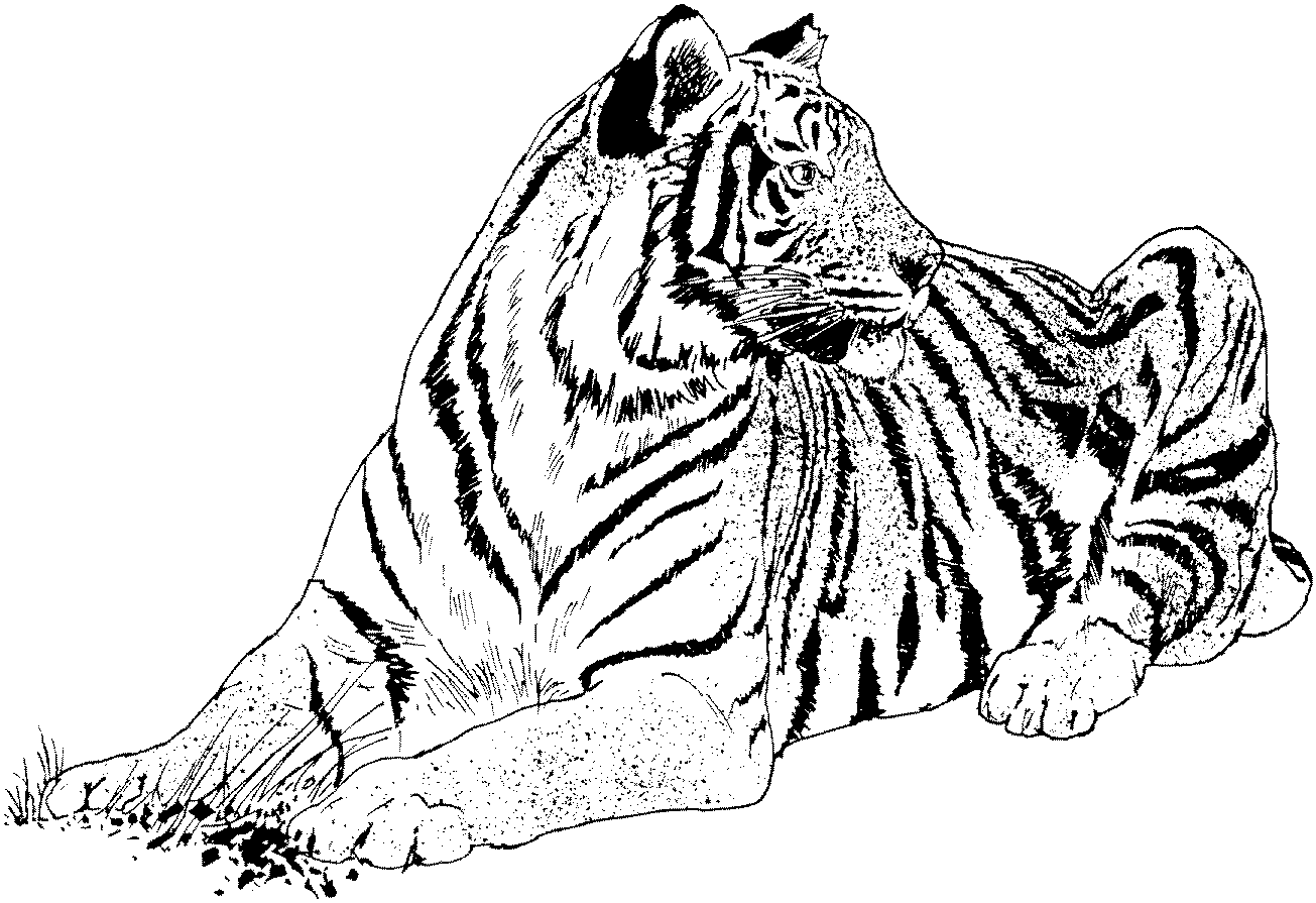 Coloriage de tigre gratuit