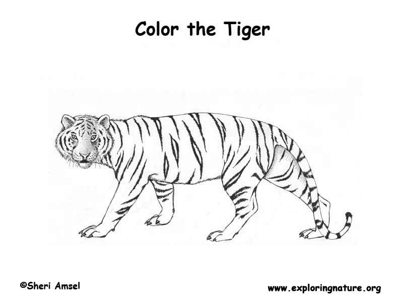 Dessin de tigre à colorier