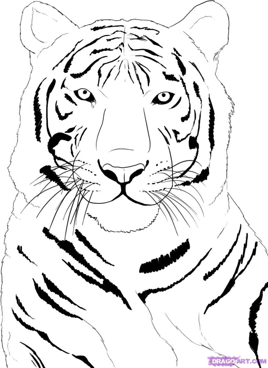 Coloriage gratuit de tigre a imprimer