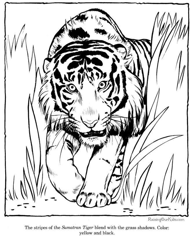 Image de tigre a imprimer et colorier