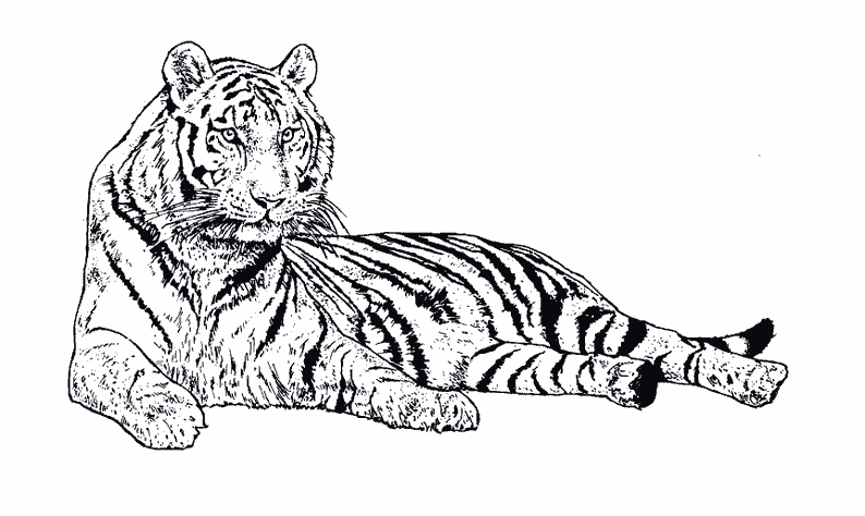 Dessin de tigre gratuit à imprimer et colorier