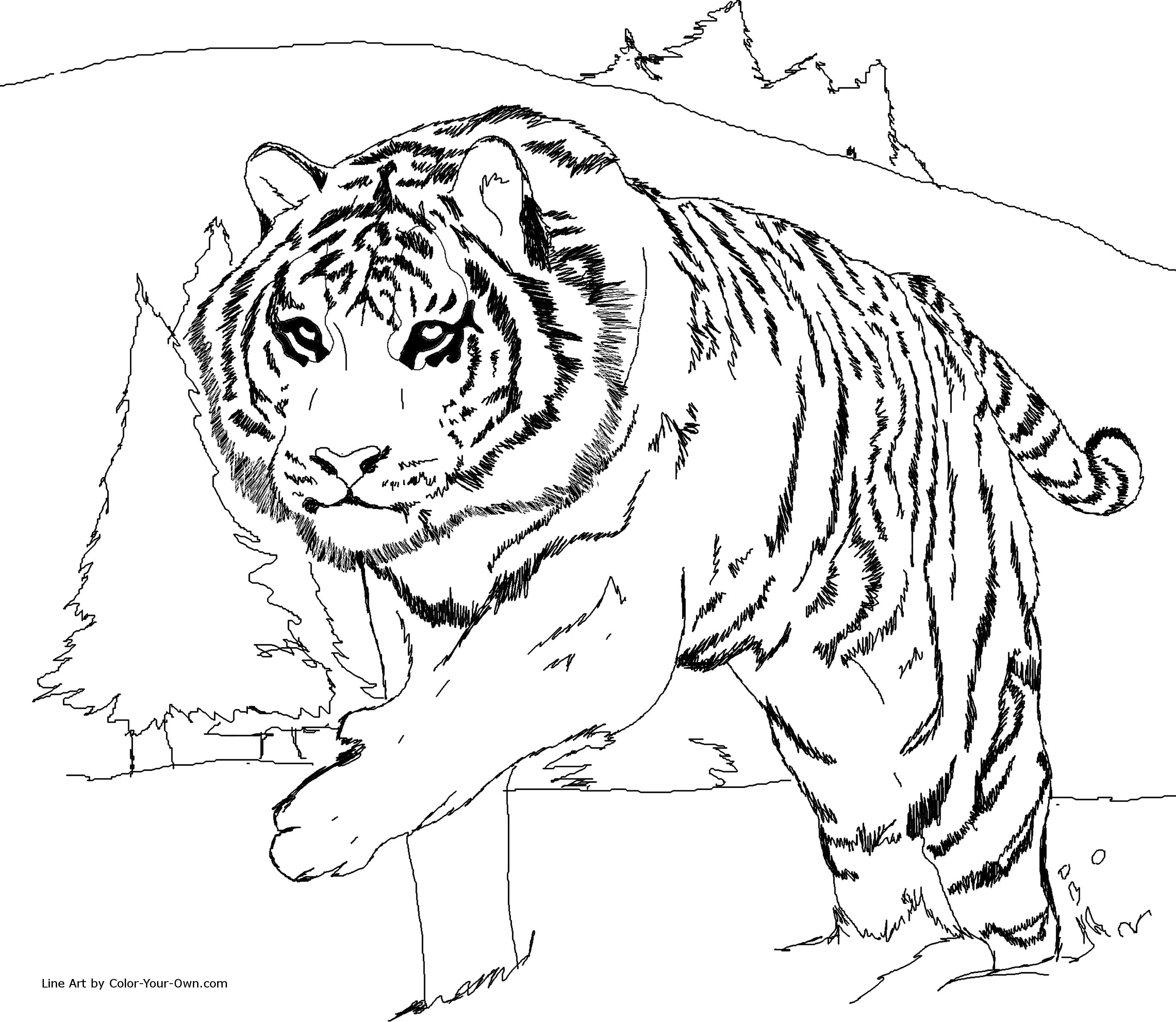 72 dessins de coloriage tigre à imprimer sur laguerche com page 5