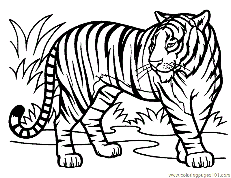 Coloriage de tigre gratuit a imprimer