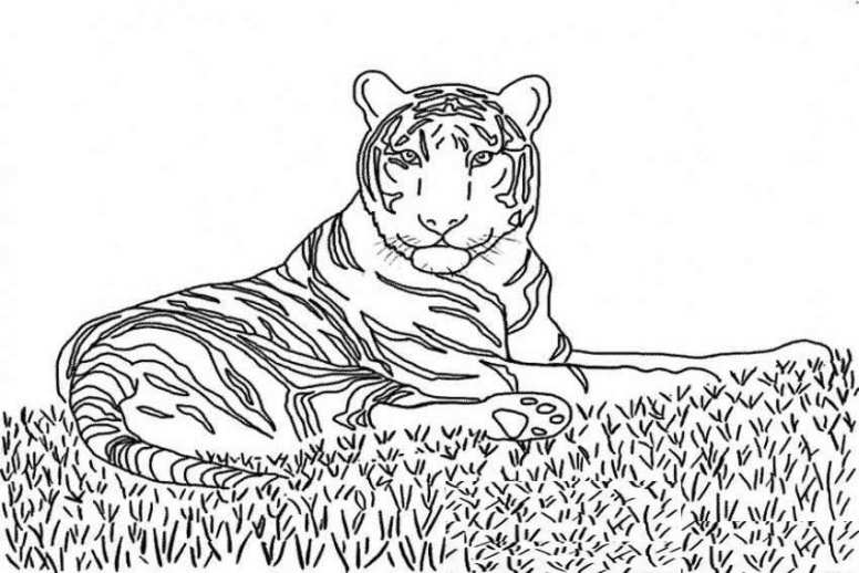 Dessin de tigre a colorier et imprimer