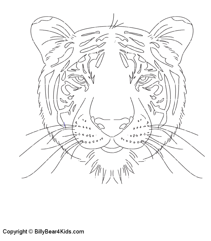 Image de tigre a dessiner