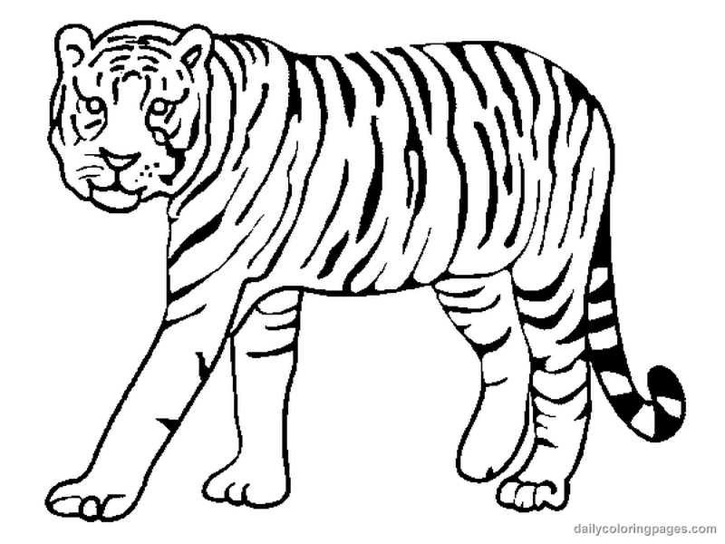 Coloriage de tigre gratuit a imprimer et colorier