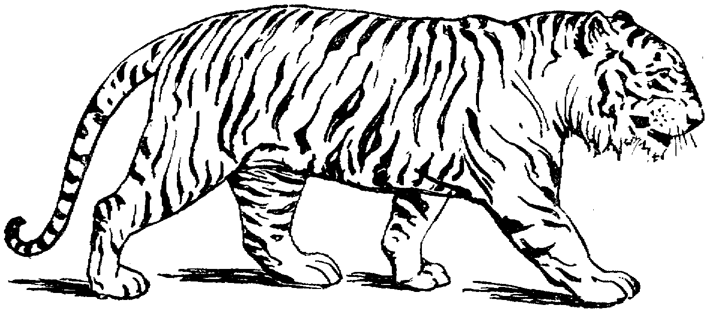 72 dessins de coloriage tigre à imprimer sur LaGuerche.com ...