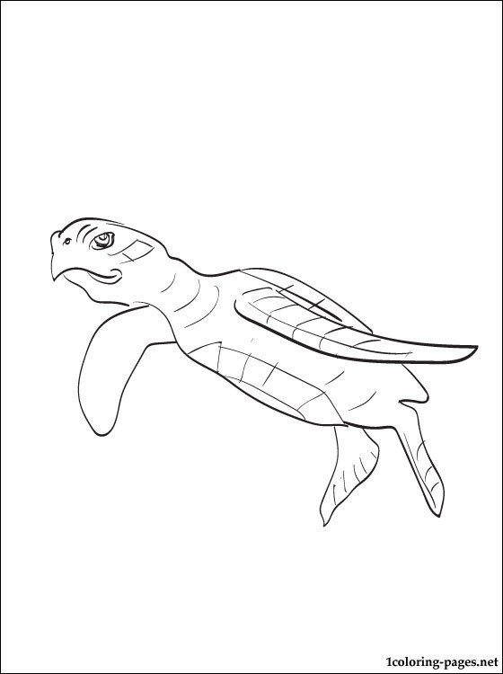 Coloriage de tortue imprimer et colorier