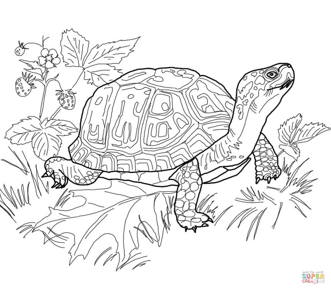 Coloriage de tortue à colorier