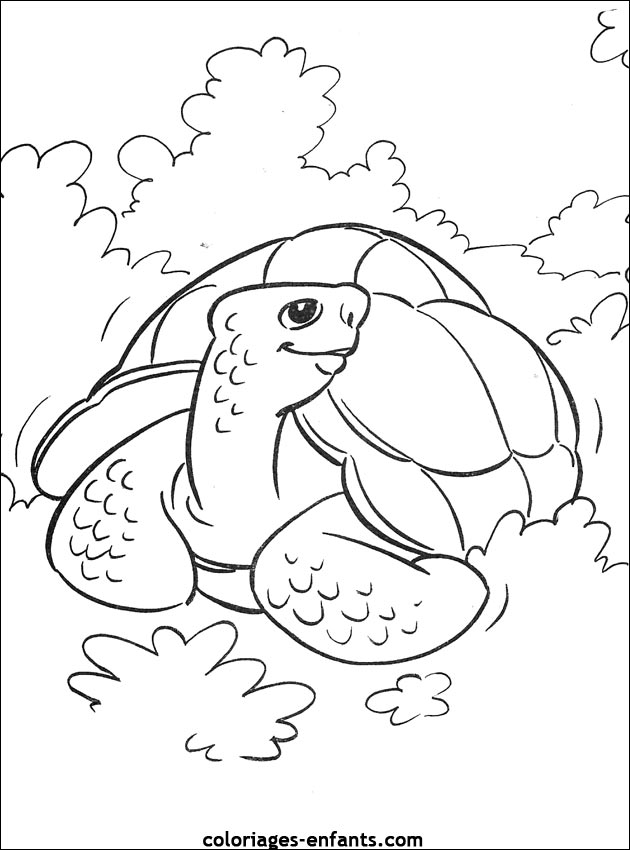 Coloriage tortue a imprimer