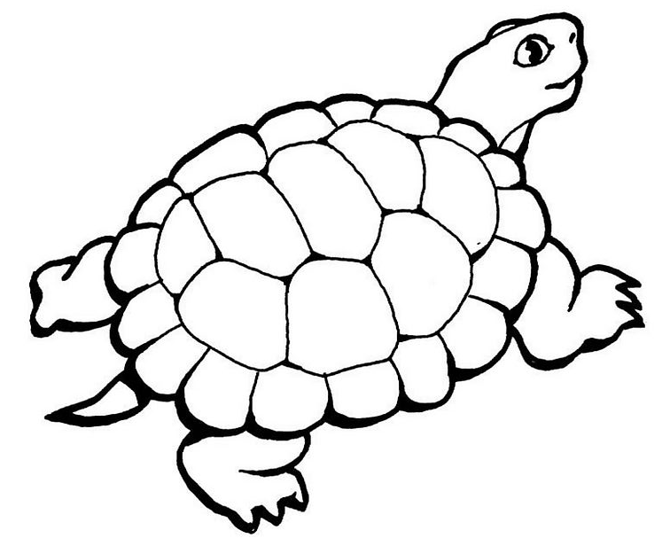 Dessin de tortue