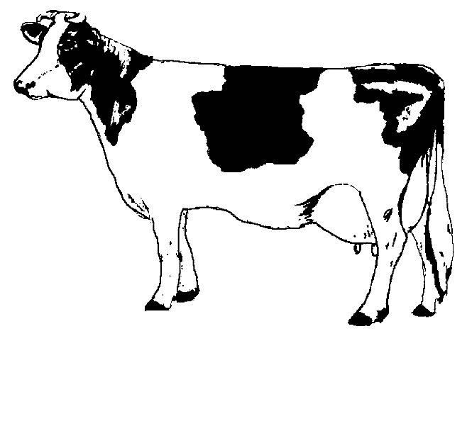 Dessin #13853 - dessin gratuit vache à imprimer