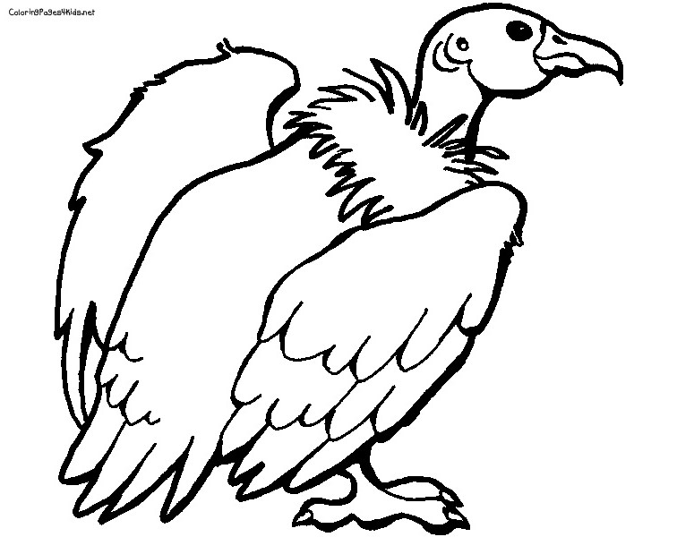 Dessin #13872 - Coloriage de vautour gratuit à imprimer