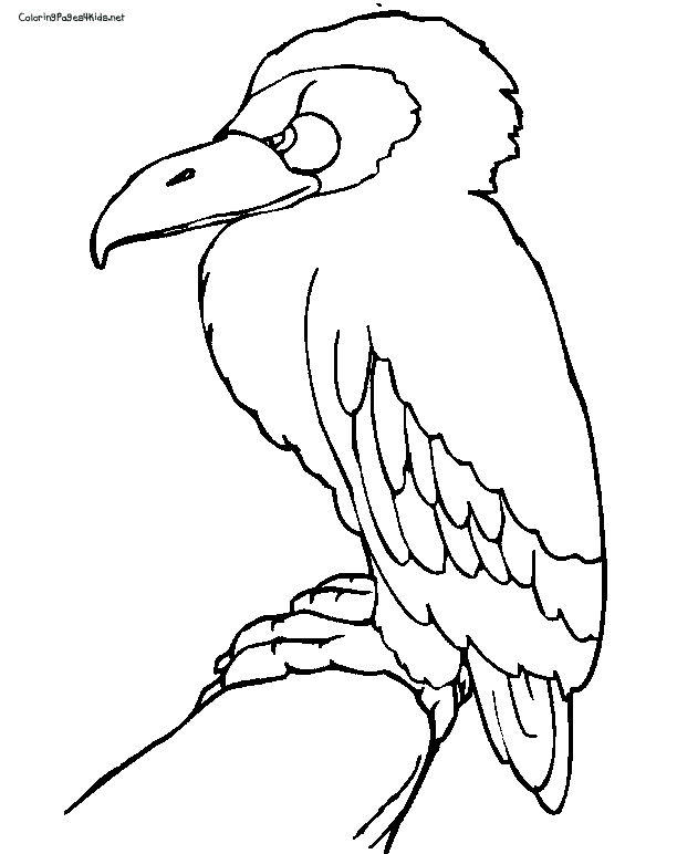 Dessin #13876 - dessin gratuit vautour a imprimer