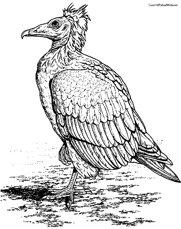Dessin #13878 - Dessin de vautour gratuit à imprimer et colorier