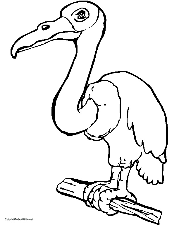 Dessin #13881 - Dessin gratuit de vautour a imprimer et colorier