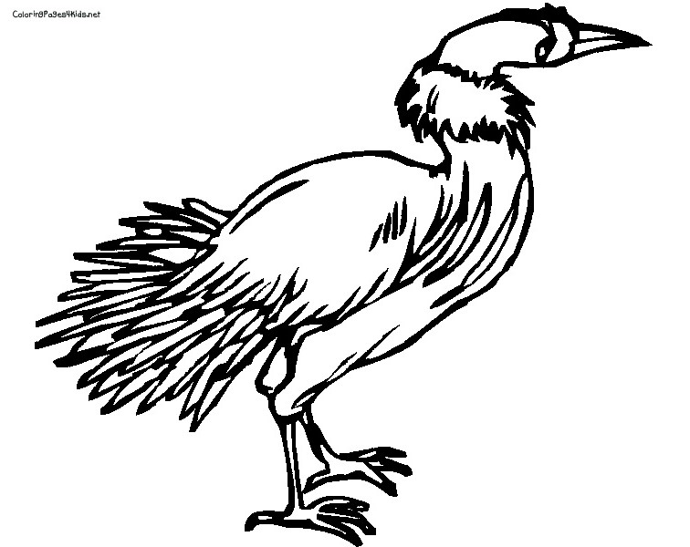 Dessin #13882 - dessin de vautour