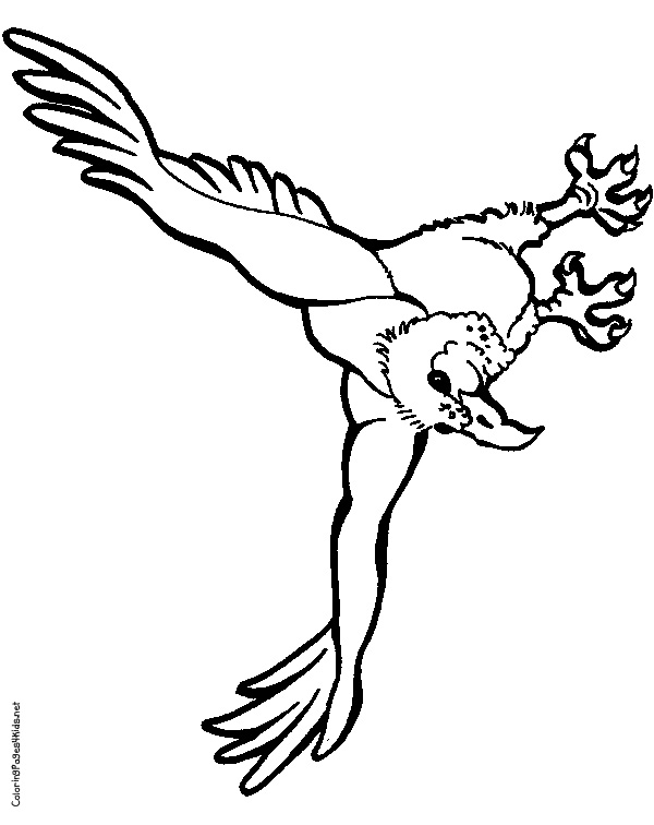 Dessin #13888 - Dessin de vautour à imprimer