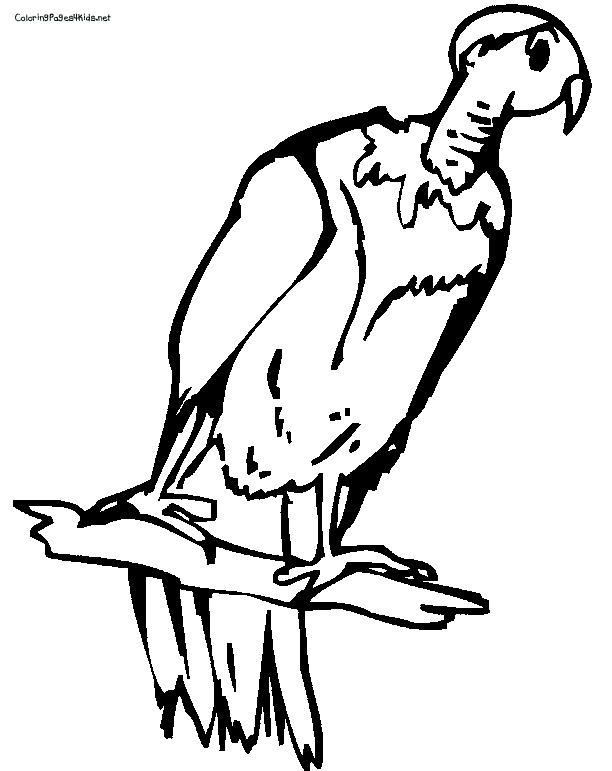Dessin #13892 - image de vautour a dessiner