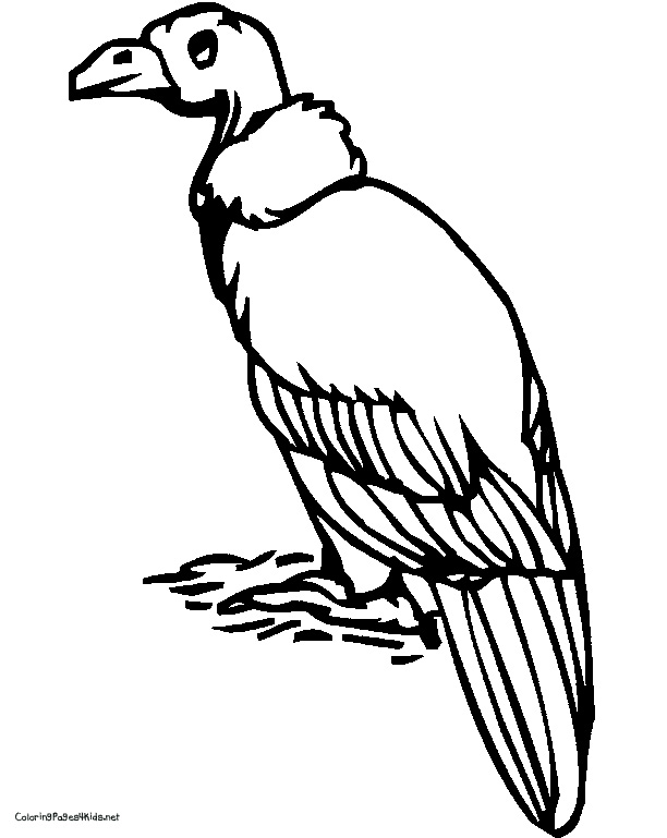 Dessin #13893 - Image de vautour a colorier