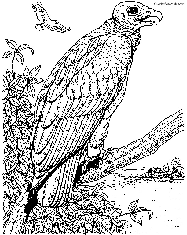 Dessin #13897 - Dessin de vautour a colorier et imprimer