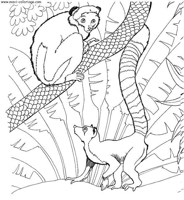 Dessin #13942 - dessin gratuit de zoo a imprimer et colorier