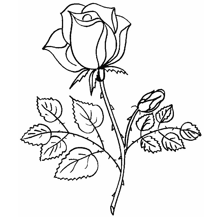coloriage-roses-15